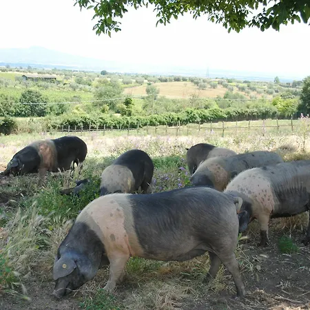 Tenuta Serpepe